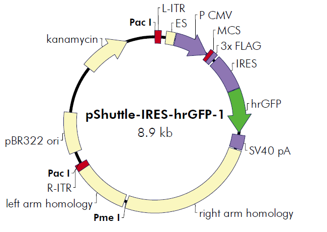 pShuttle-IRES-hrGFP-1質粒圖譜/載體圖譜