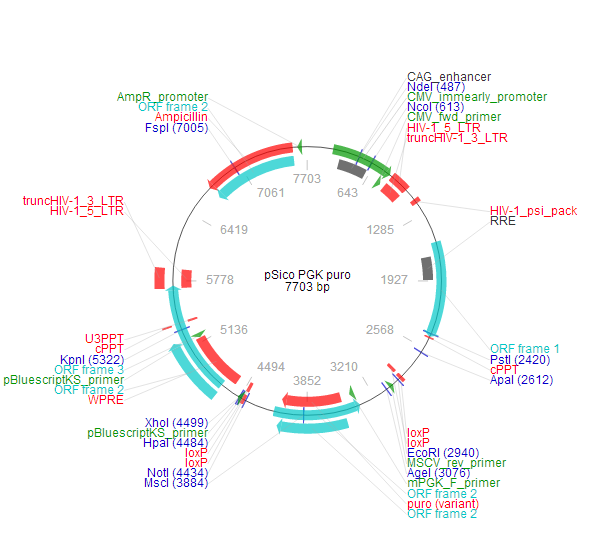 pSico PGK puro質(zhì)粒圖譜/載體圖譜