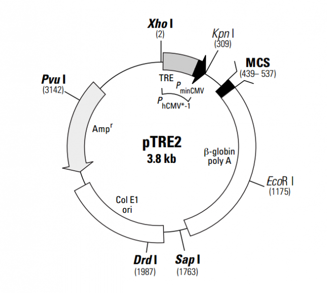 pTRE2質(zhì)粒圖譜/載體圖譜