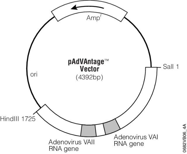 pAdVAntage質(zhì)粒圖譜/載體圖譜