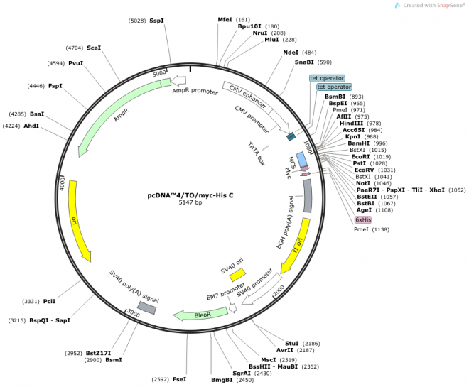 pcDNA4/TO/myc-His C質(zhì)粒圖譜/載體圖譜